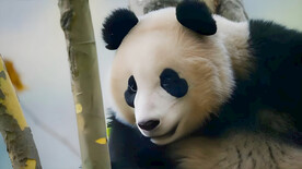 大熊猫