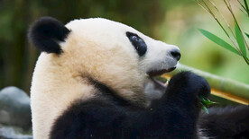 大熊猫