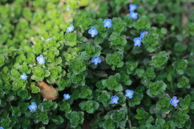 不知名的小兰花