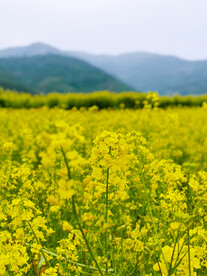 油菜花田