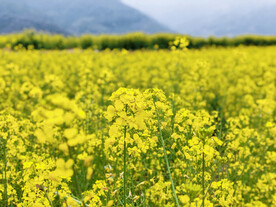 油菜花田
