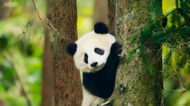 大熊猫