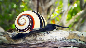 蜗牛