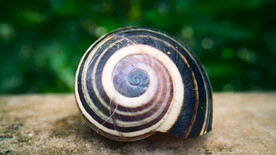 蜗牛
