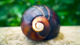 蜗牛