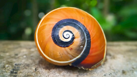 蜗牛