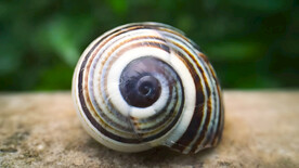 蜗牛