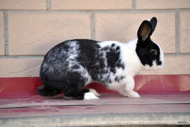 黑白兔