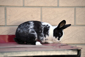 黑白兔