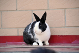 黑白兔