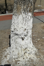 白灰粉刷树根