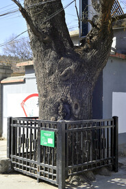 漫水河村百年古槐树