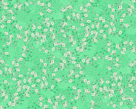 无缝   乱花 手绘花    