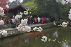 桃花 杏花 春华