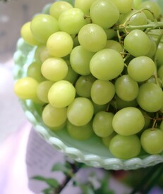 葡萄