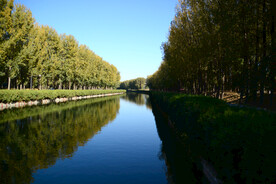 水渠两岸的树木