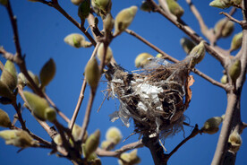玉兰树上麻雀窝