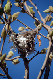玉兰树上麻雀窝
