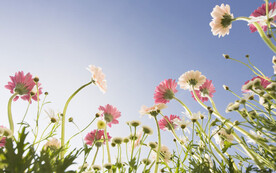 唯美风景植物花朵
