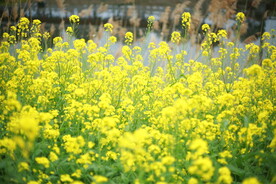 油菜花香
