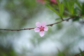 一支桃花