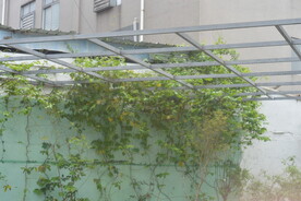 围墙藤蔓