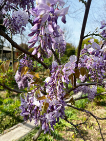 紫藤花