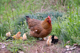 母鸡和小鸡图片