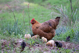 母鸡和小鸡图片