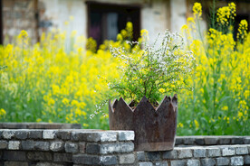 菜花田园风光图片
