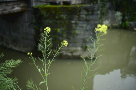 婺源思溪延村图片