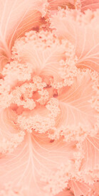 高级粉色肌理背景图片