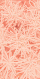 高级粉色背景图片