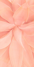 粉色肌理背景图片