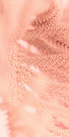 粉色植物背景图片