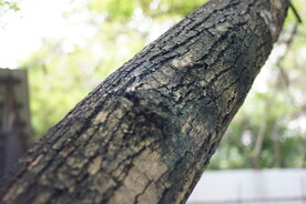 树皮