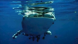 鲸鲨