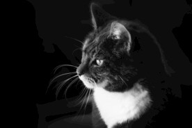 黑色背景下的猫