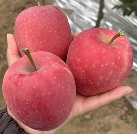 红苹果