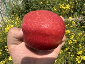 红苹果