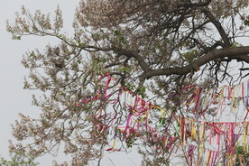 祈福  树  梧桐树