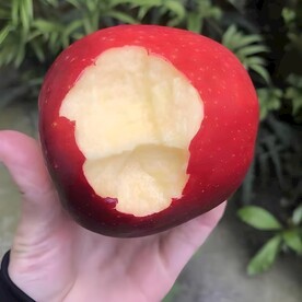 红苹果