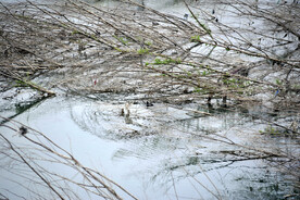 被冲倒的河中植物