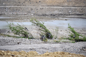 被水冲倒的河里小树