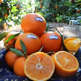 柑橘