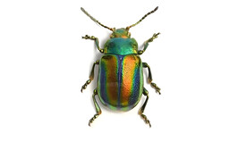 甲虫