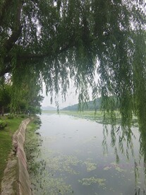湖边垂柳