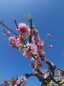 蓝天桃花