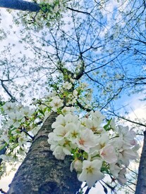 蓝天下的樱花树
