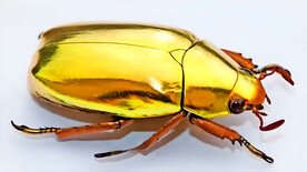 甲虫